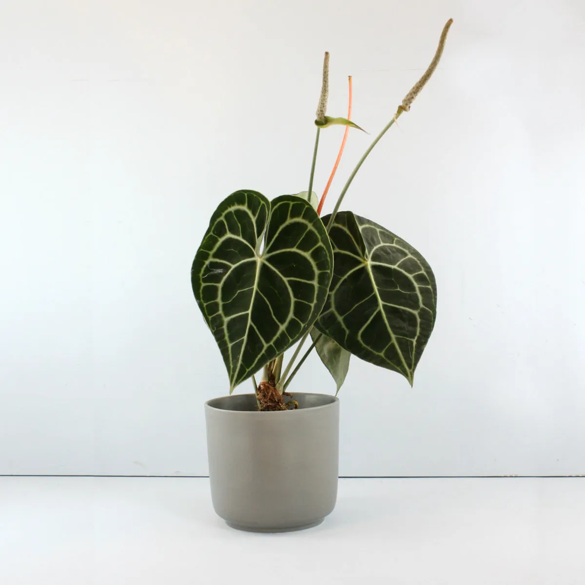 Anthurium Clarinervium