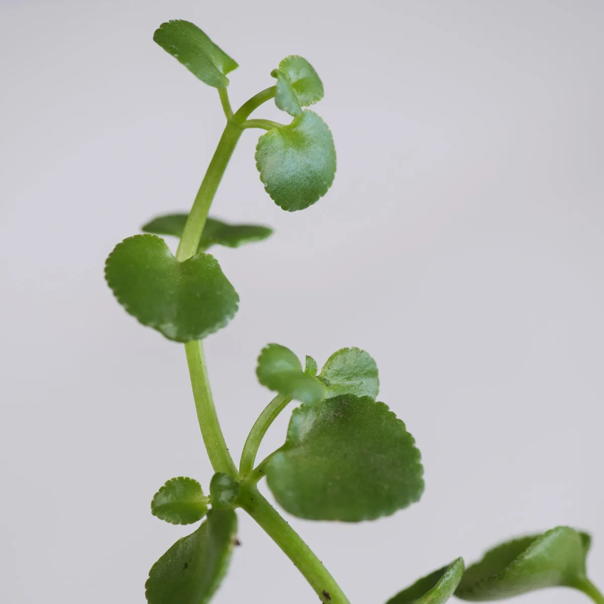 Dainty Crassula