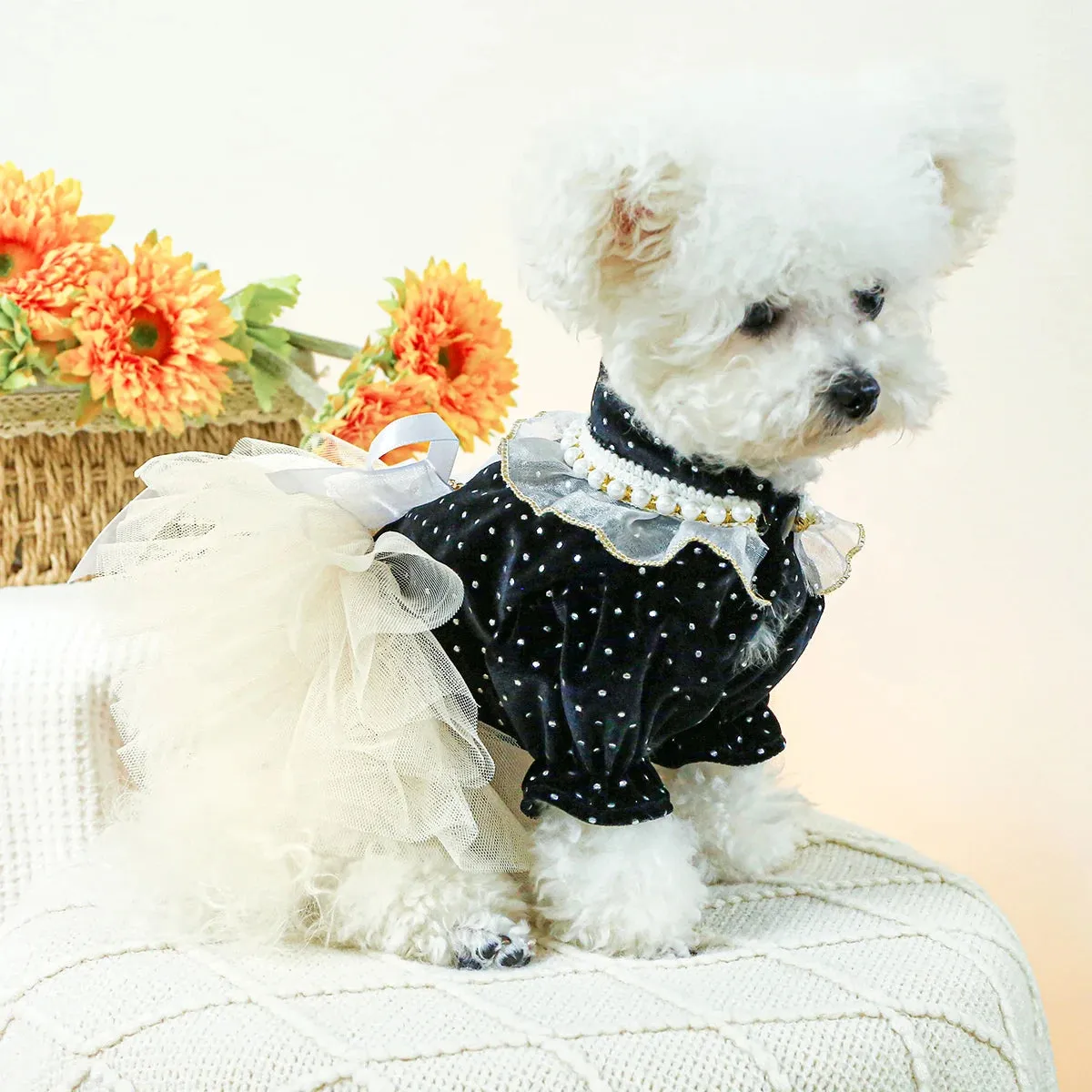 Elegance in Black Velvet: Dotted Princess Wedding Dress - Autumn and Winter Pet Fashion with Drawstring Buckle for Small to Medium Dogs