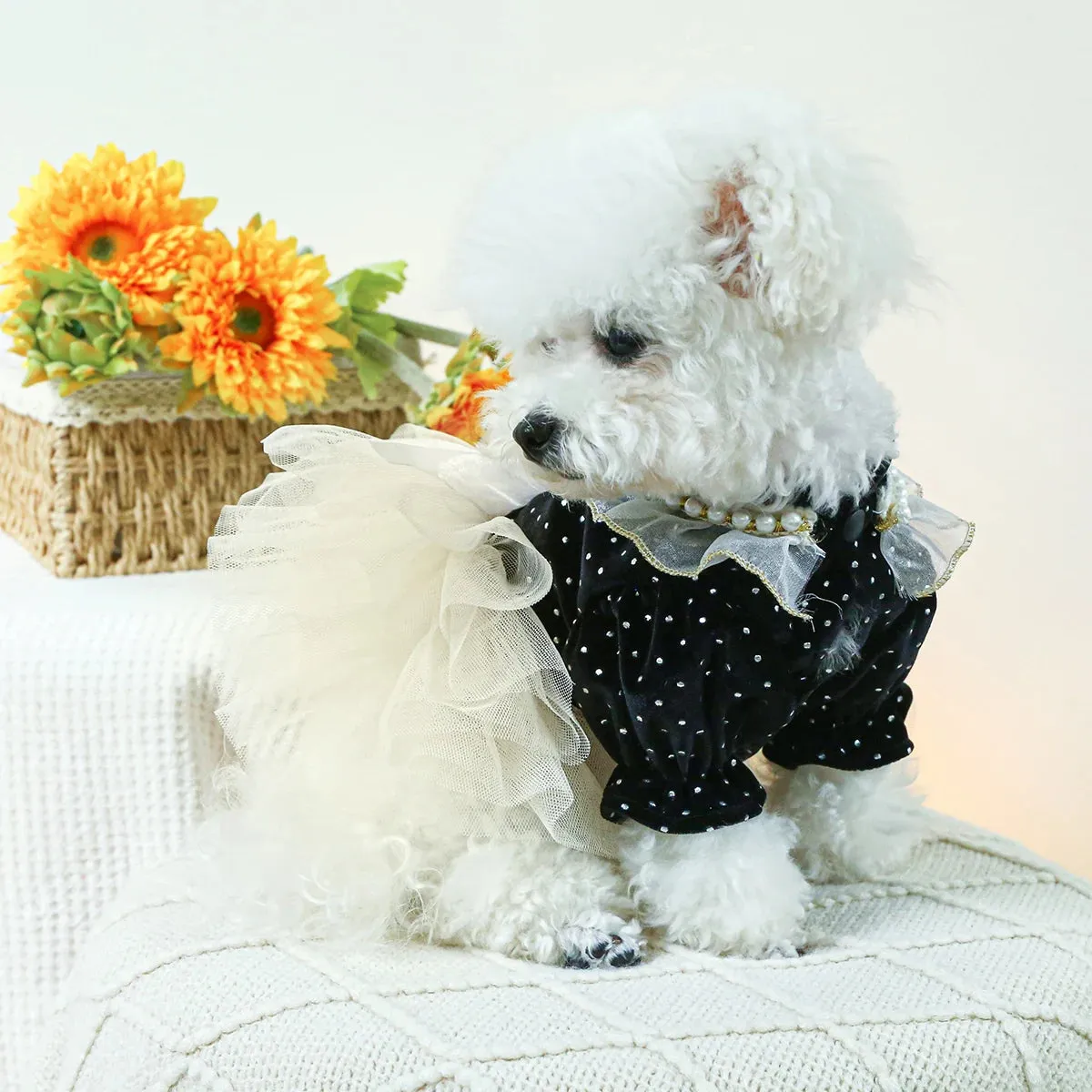 Elegance in Black Velvet: Dotted Princess Wedding Dress - Autumn and Winter Pet Fashion with Drawstring Buckle for Small to Medium Dogs