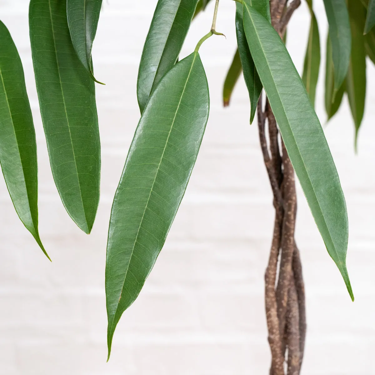 Ficus Longifolia