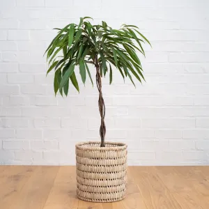 Ficus Longifolia