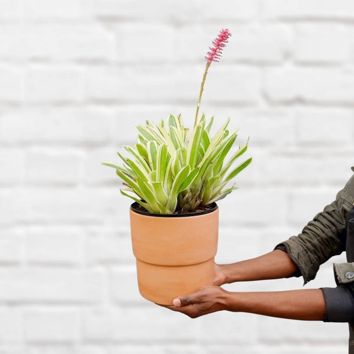 Matchstick Bromeliad