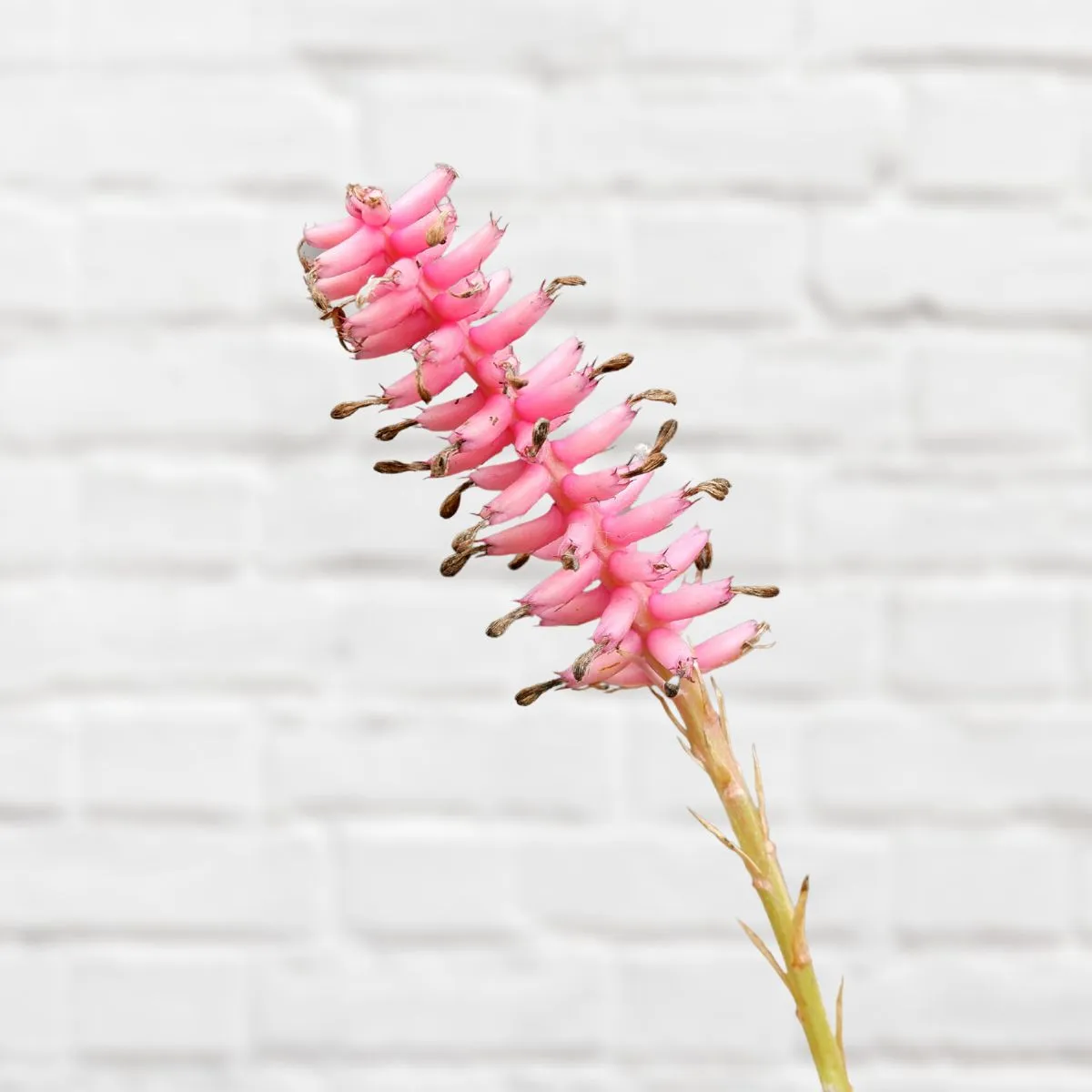 Matchstick Bromeliad