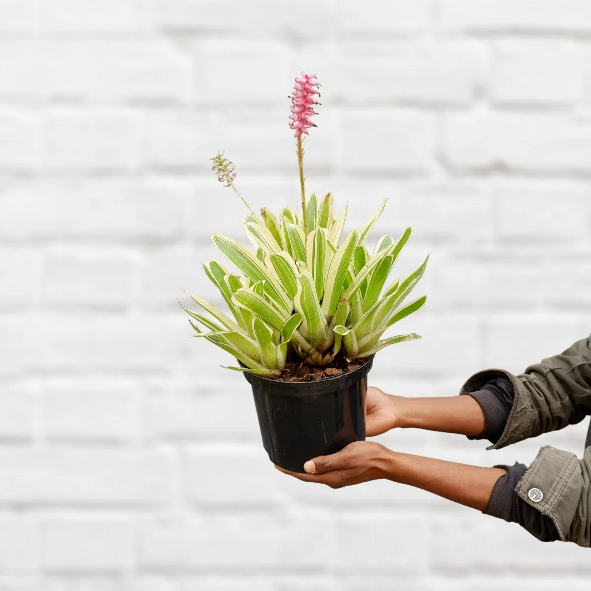 Matchstick Bromeliad