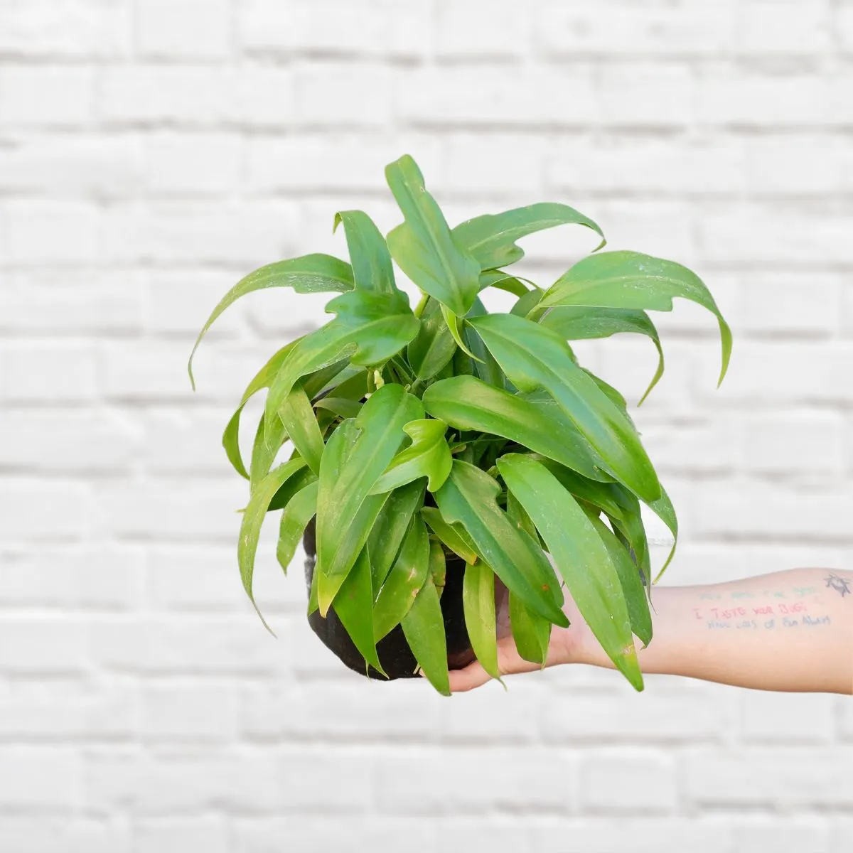 Panda Philodendron