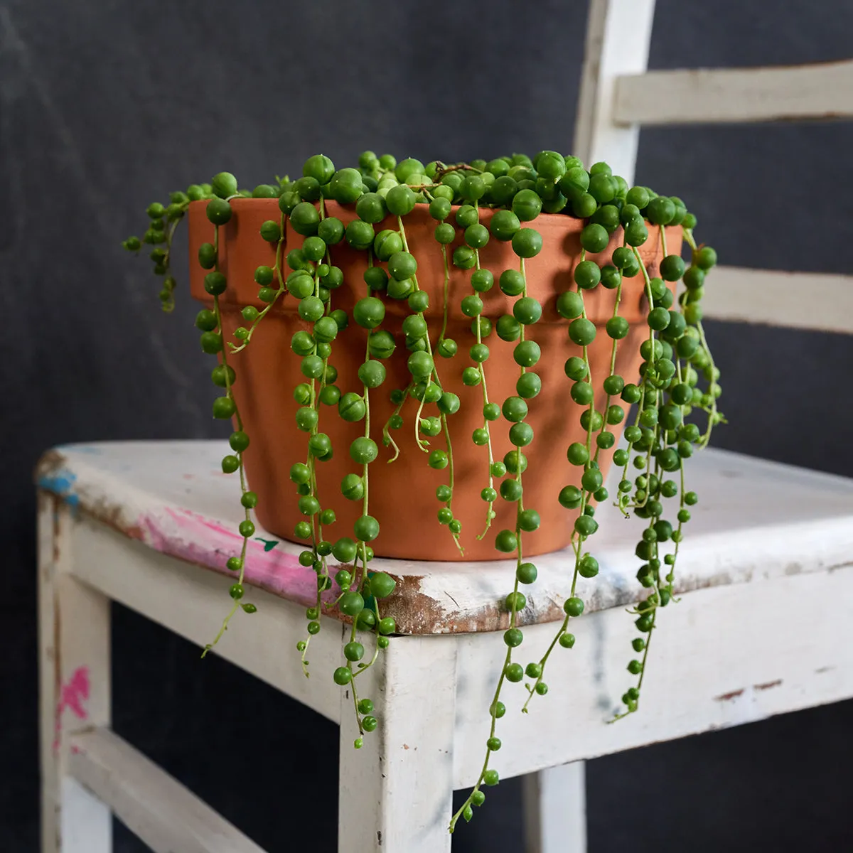 String of Pearls - LARGE