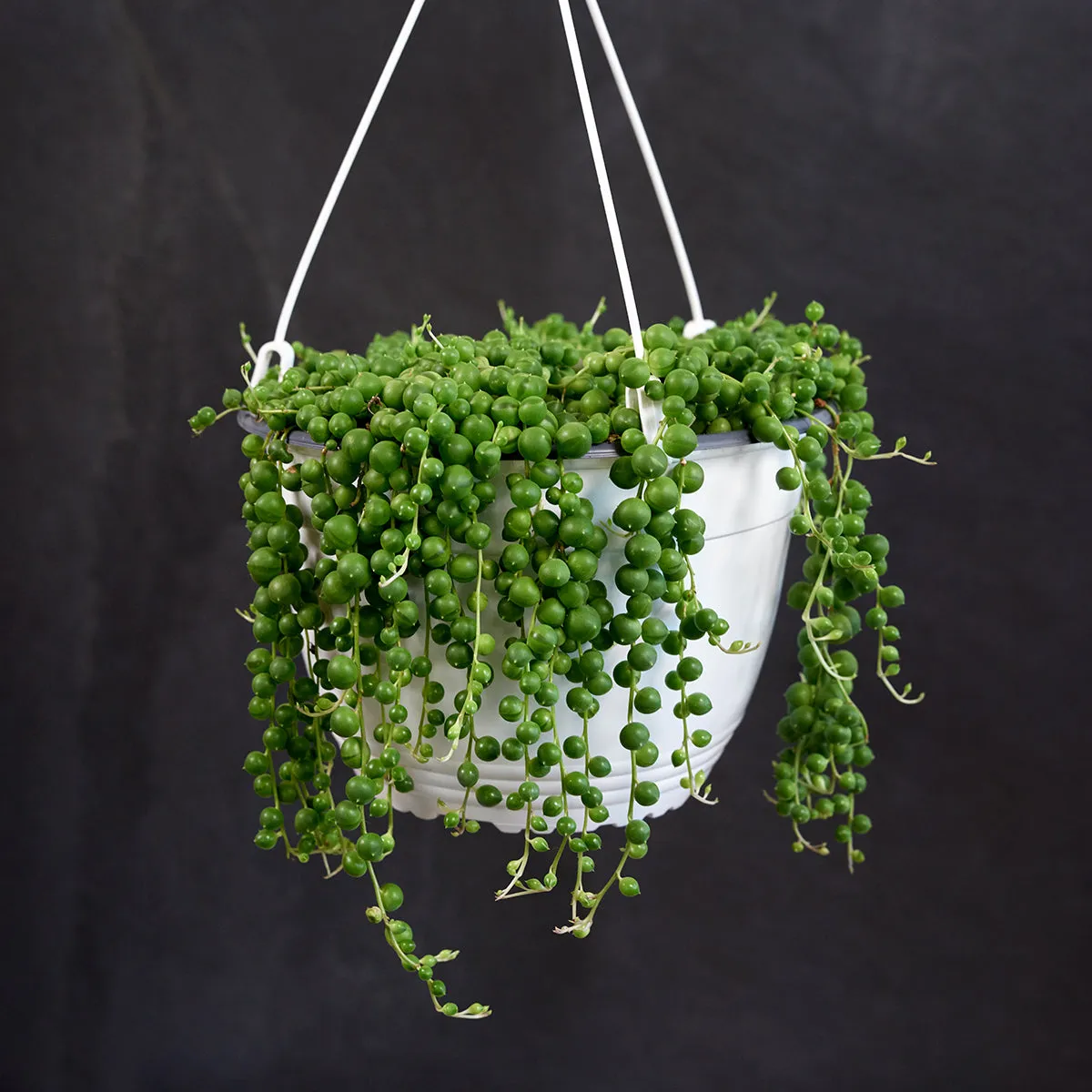 String of Pearls - LARGE