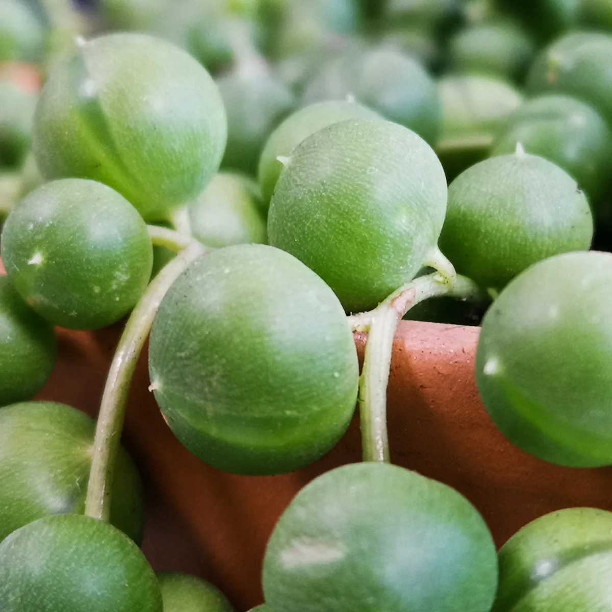 String of Pearls - LARGE