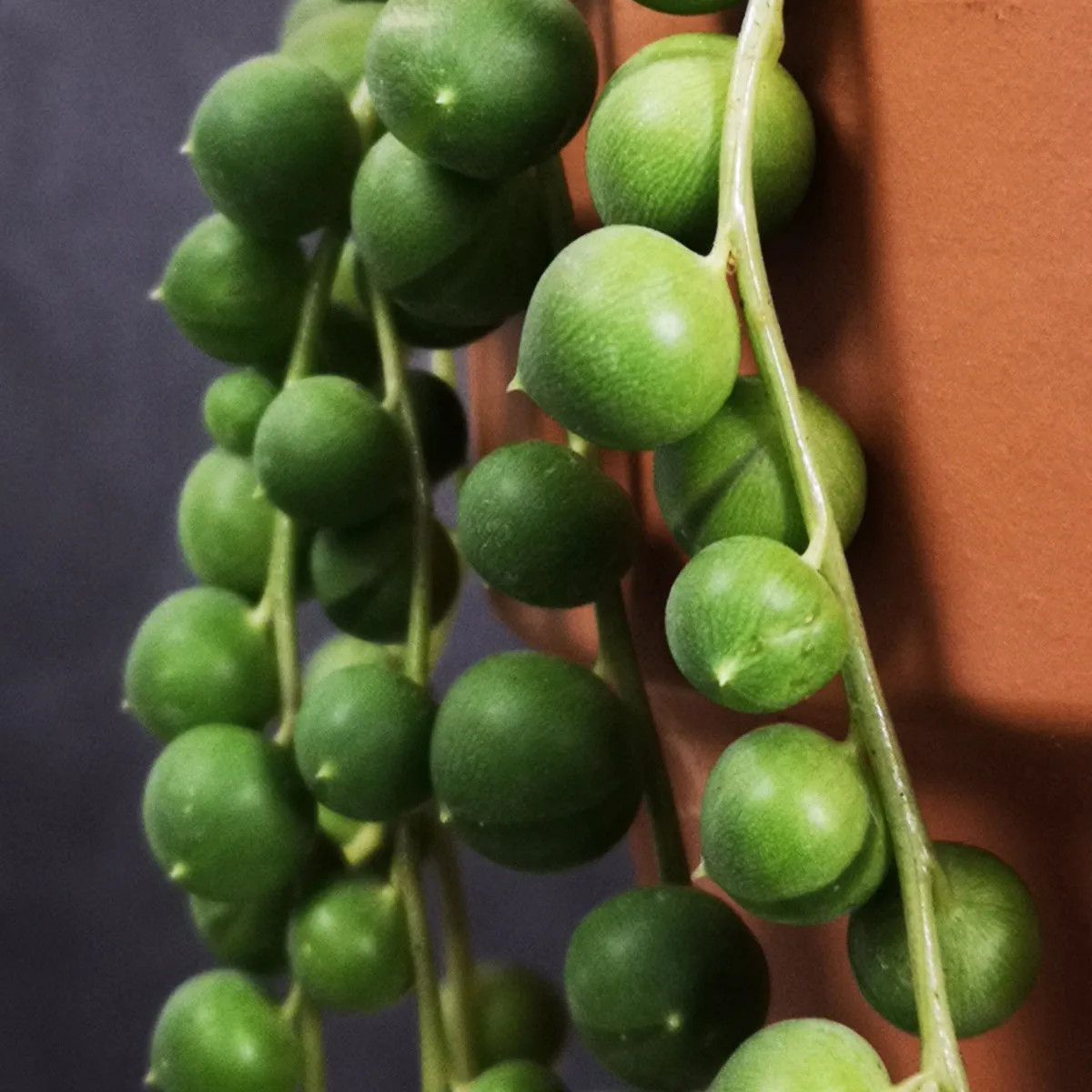 String of Pearls - LARGE